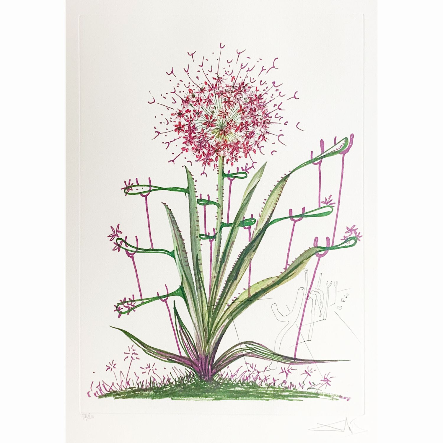 (Fleurs Surréalistes) Allium Christophi Pilique Pubescentes