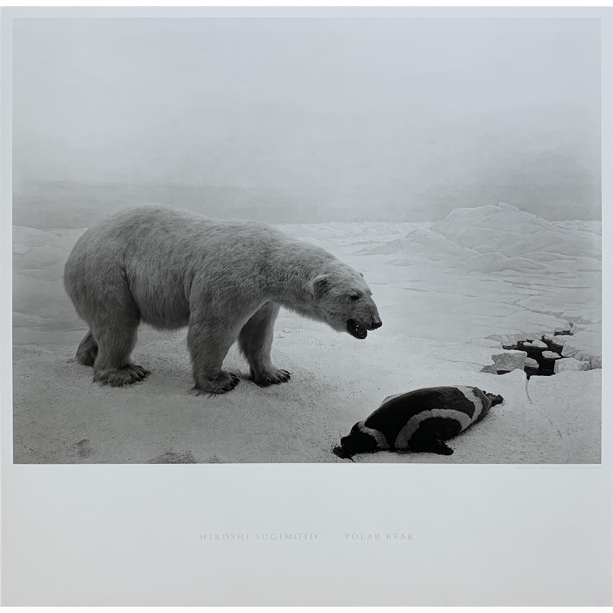 Polar Bear