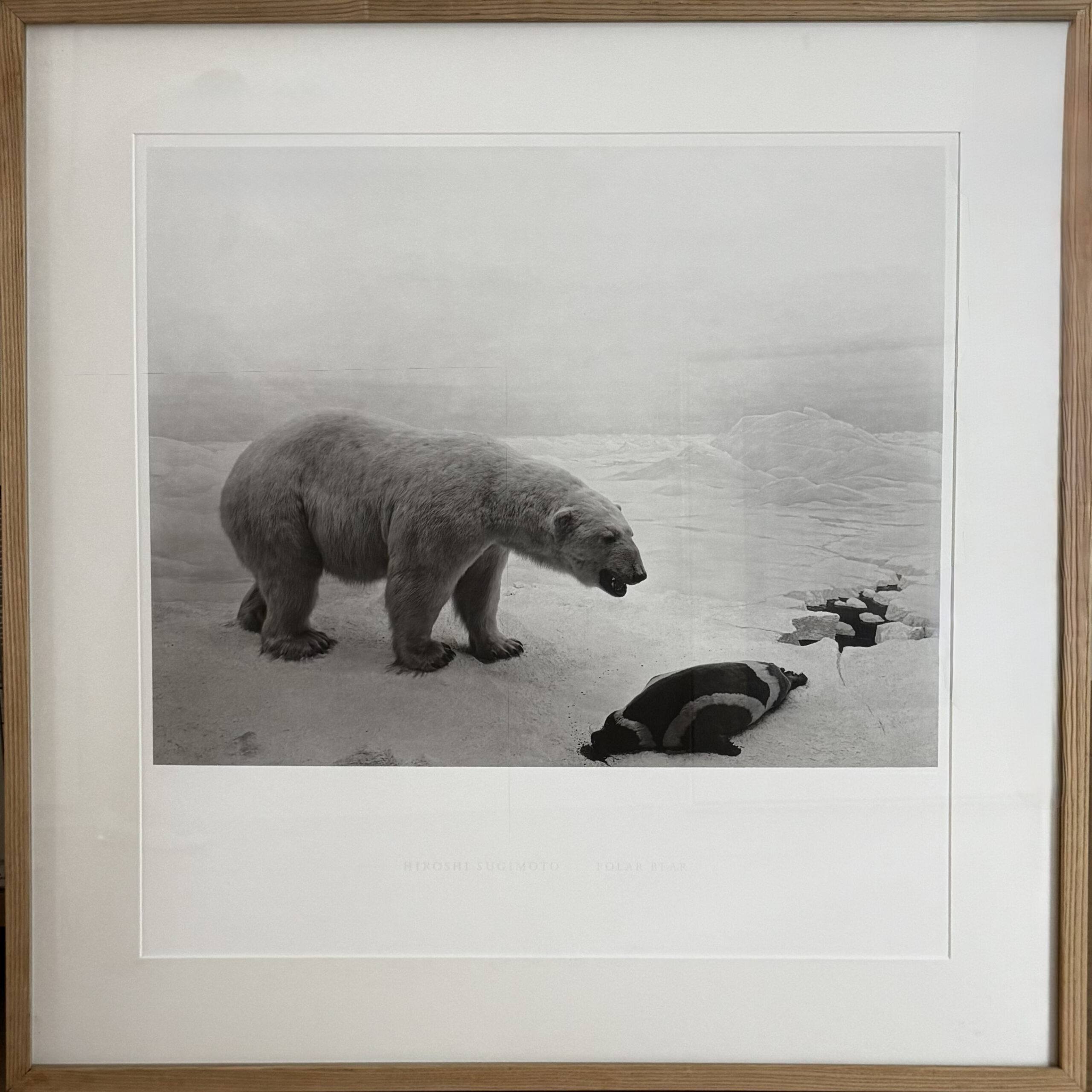 Polar Bear