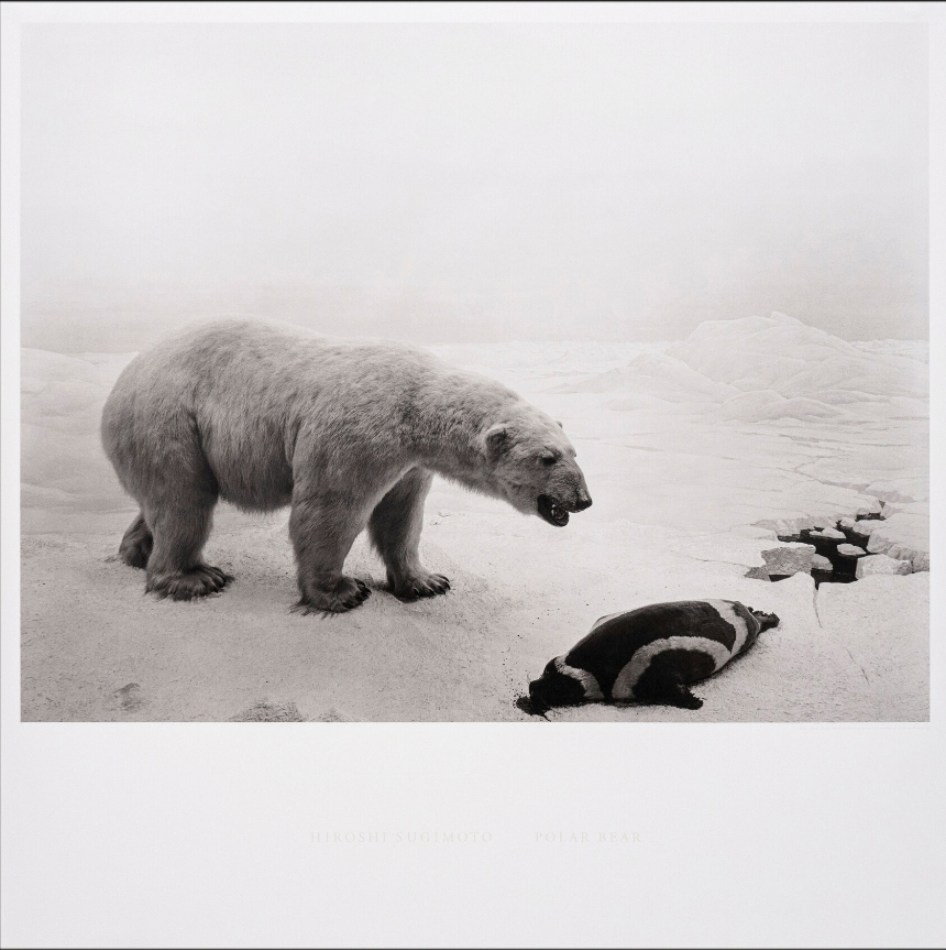 Polar Bear